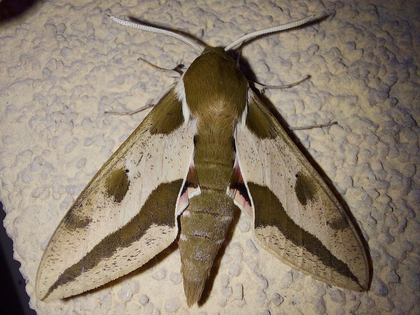 Hyles euphorbiae - kutyatejszender
