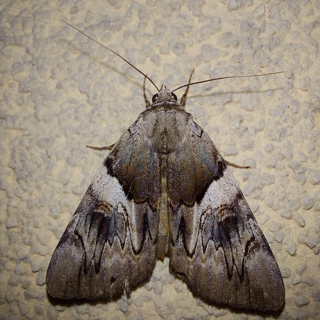 Catocala fulminea - galagonya-övesbagoly