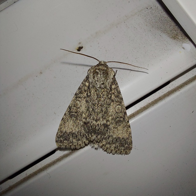 Acronicta aceris - vadgesztenye-szigonyosbagoly