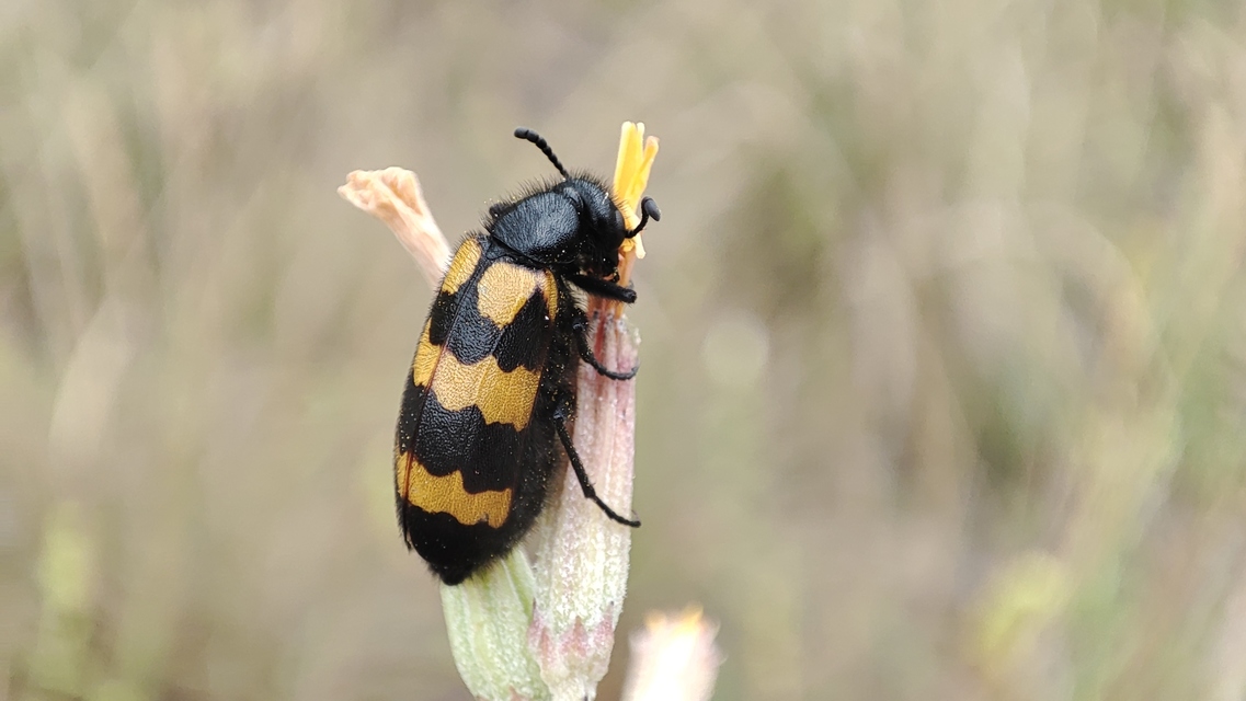 Mylabris variabilis - szalagos hólyaghúzó Mylabris variabilis - szalagos hólyaghúzó