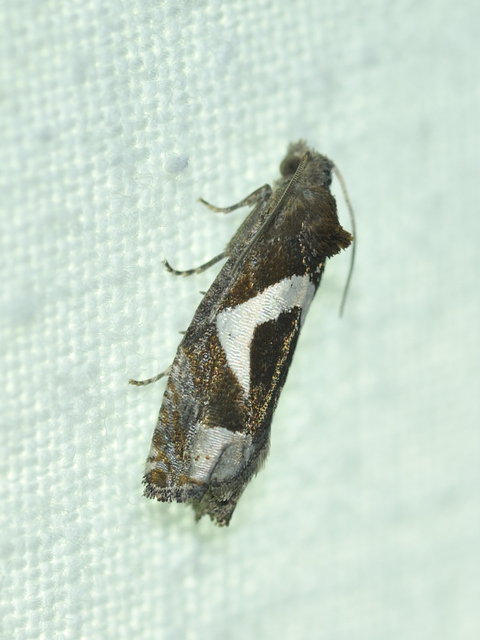 Epiblema foenella - kampósfoltú tükrösmoly
