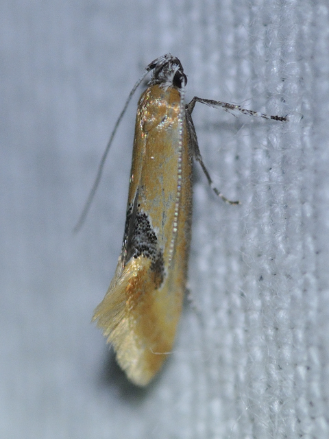 Batia internella/lambdella