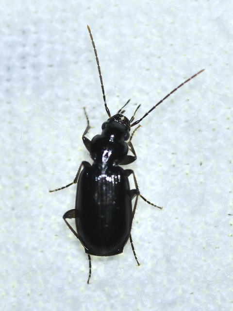 Badister dilatatus - fekete posványfutonc