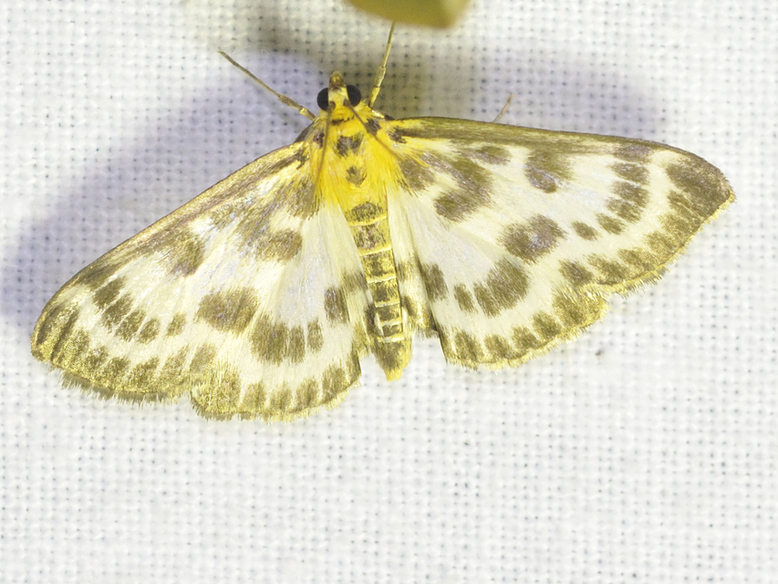 Anania hortulata - tarka csalánmoly