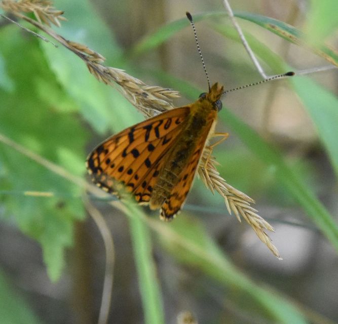 Boloria selene - fakó gyöngyházlepke