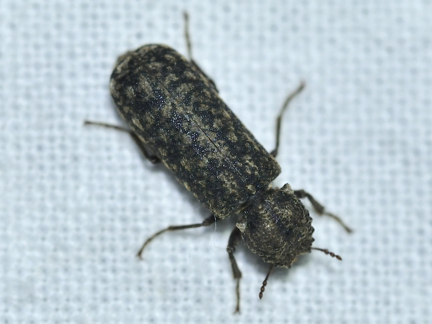 Lichenophanes varius - tarka csuklyásszú