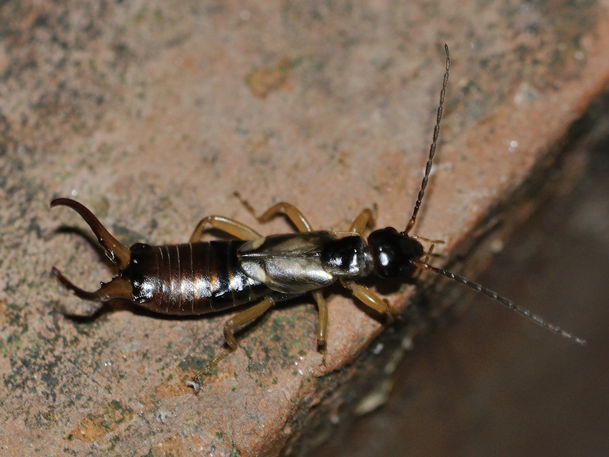 Forficula auricularia - közönséges fülbemászó