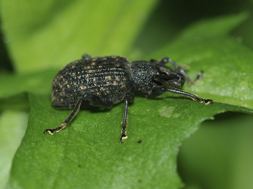 Otiorhynchus sulcatus - szálkás gyalogormányos