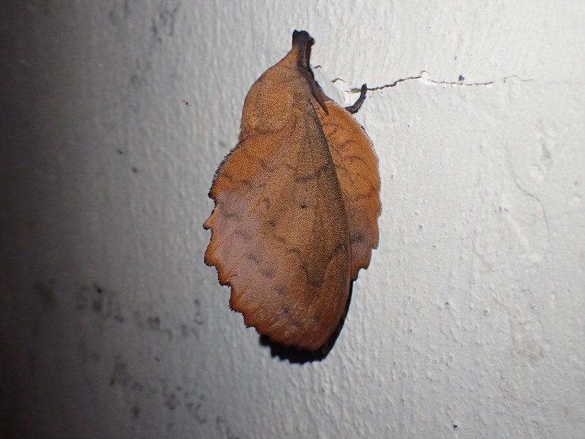 Gastropacha quercifolia - tölgylevélpohók