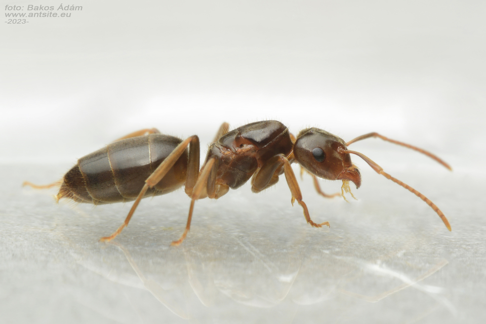 Lasius jensi - sztyeppi borostyánhangya