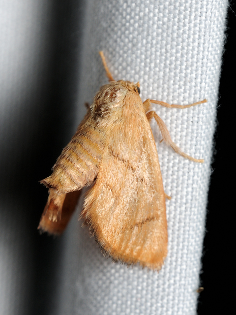 Apoda limacodes - kagylólepke