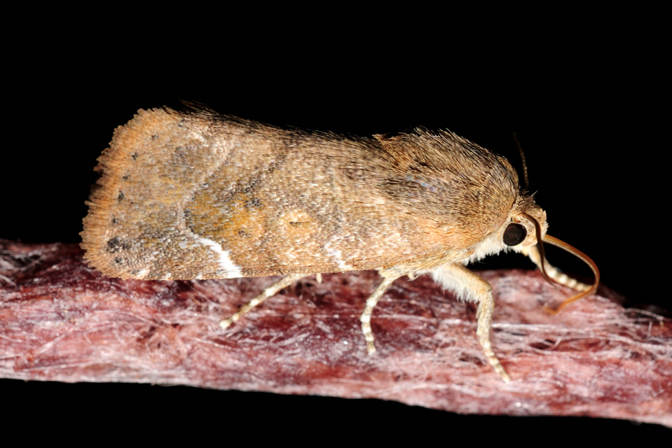 Cosmia affinis - barna lombbagoly