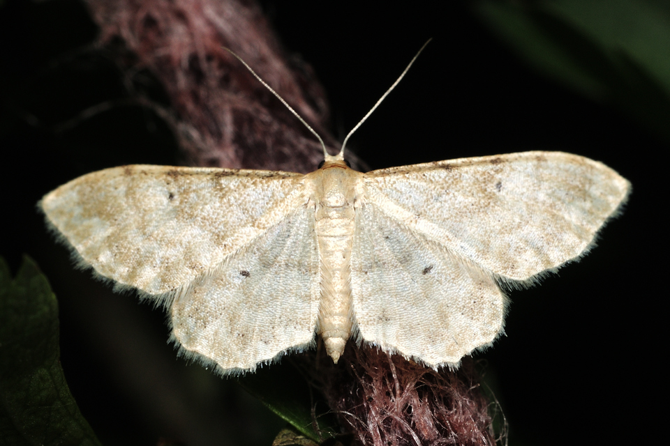 Idaea fuscovenosa - szürkeszélű apróaraszoló