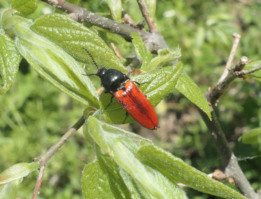 Ampedus sanguinolentus - középfoltos pattanó