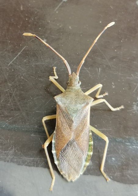Gonocerus acuteangulatus - aranypetés karimáspoloska