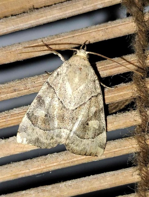 közönséges lombbagoly - Cosmia trapezina