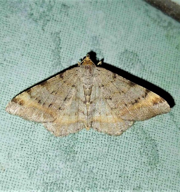 rozsdasávos szürkearaszoló - Macaria liturata