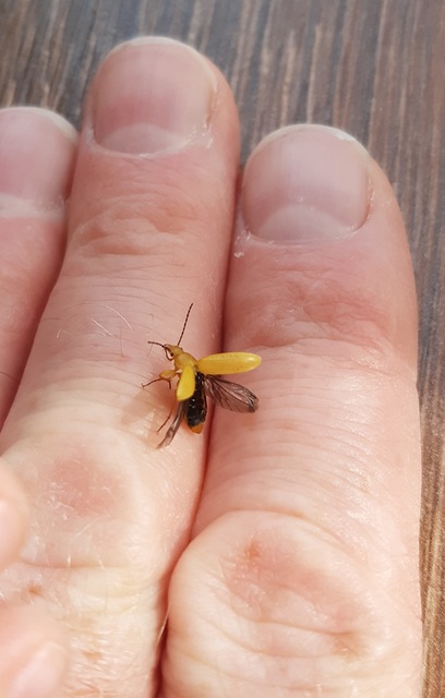 Cteniopus sulphureus - közönséges kénbogár