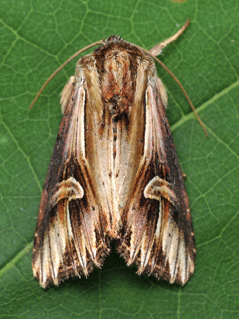 Actinotia polyodon - nagy sugarasbagoly