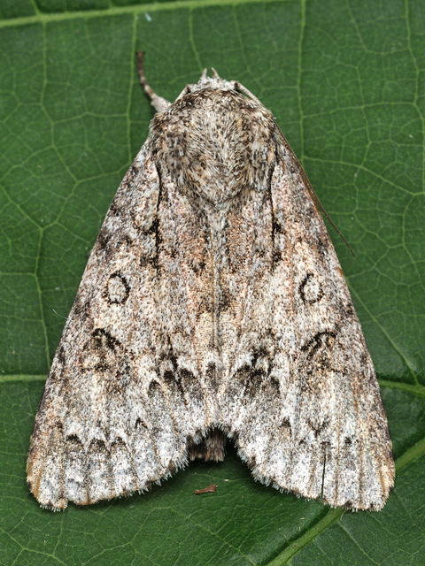 Acronicta aceris - vadgesztenye-szigonyosbagoly
