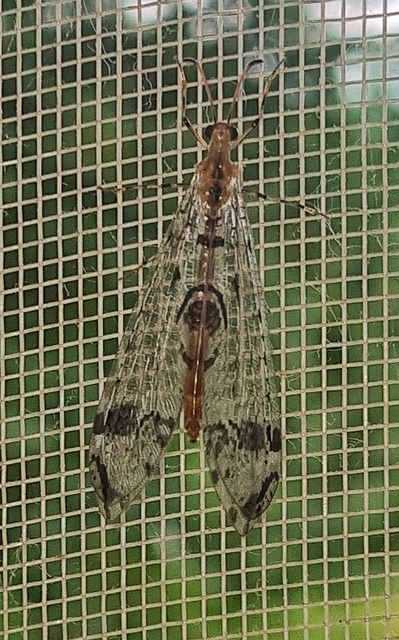 Dendroleon pantherinus - párducfoltos hangyaleső