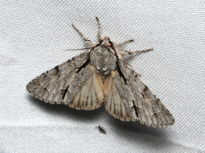 Acronicta cuspis/tridens/psi