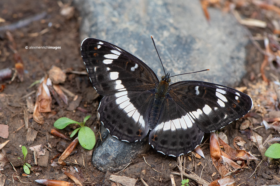 Limenitis camilla - kis lonclepke