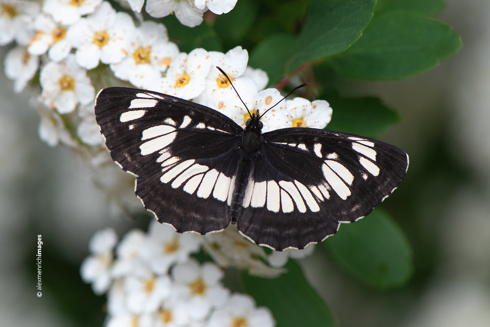 Neptis rivularis - nagy fehérsávoslepke