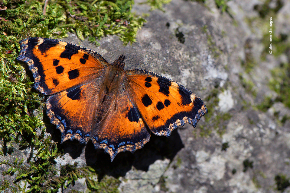 Nymphalis xanthomelas - vörös rókalepke