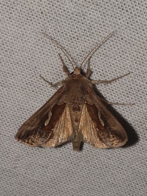 cseppfoltos ezüstbagoly - Macdunnoughia confusa