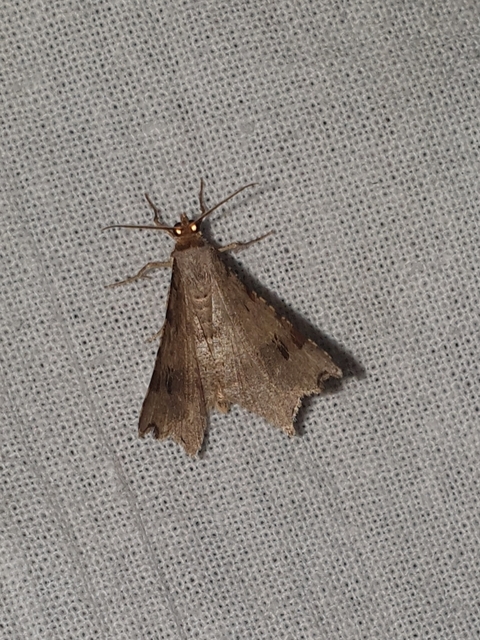 közönséges szürkearaszoló - Macaria alternata