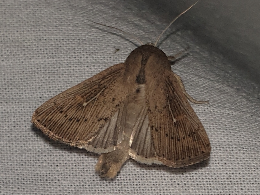 pontozott rétibagoly - Leucania obsoleta