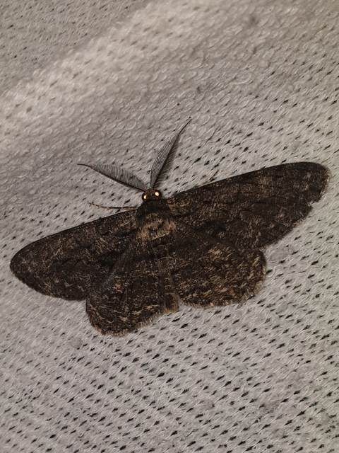 nagy tölgyfaaraszoló - Hypomecis roboraria