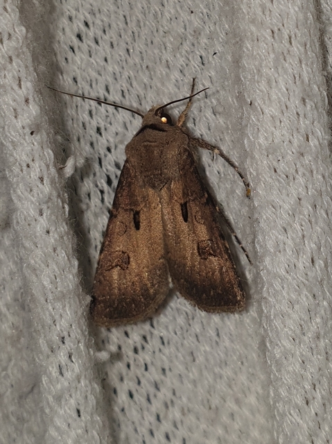 felkiáltójeles földibagoly - Agrotis exclamationis