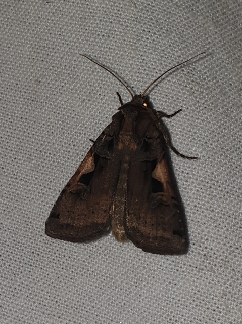 c-betűs fűbagoly - Xestia c-nigrum