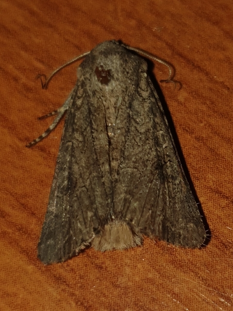 lóherebagoly - Hadula trifolii