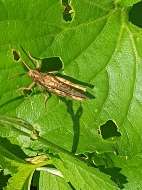 Chorthippus (Glyptobothrus) (subgenus)