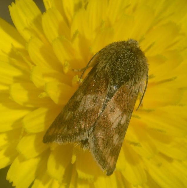 keserűgyökér-nappalibagoly - Schinia cardui
