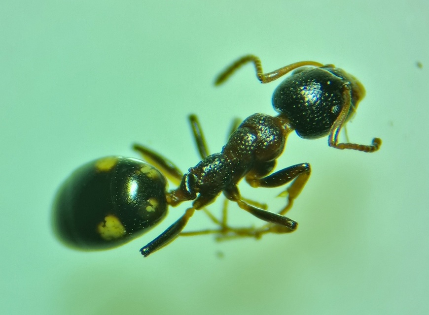 Dolichoderus quadripunctatus - négypettyes erdeihangya