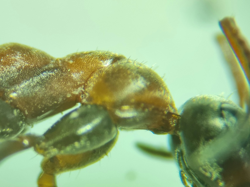 Formica rufibarbis - vörös rabszolgahangya