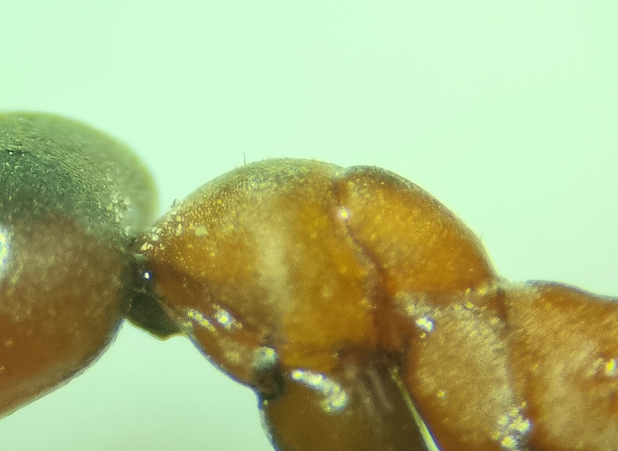 Formica sanguinea - vérvörös rablóhangya