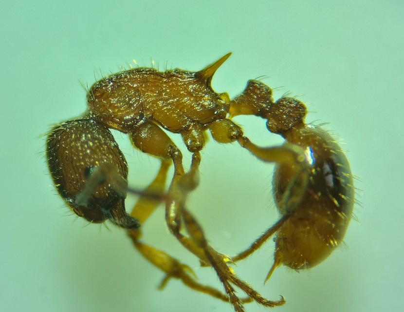Myrmica sabuleti - gyakori bütyköshangya
