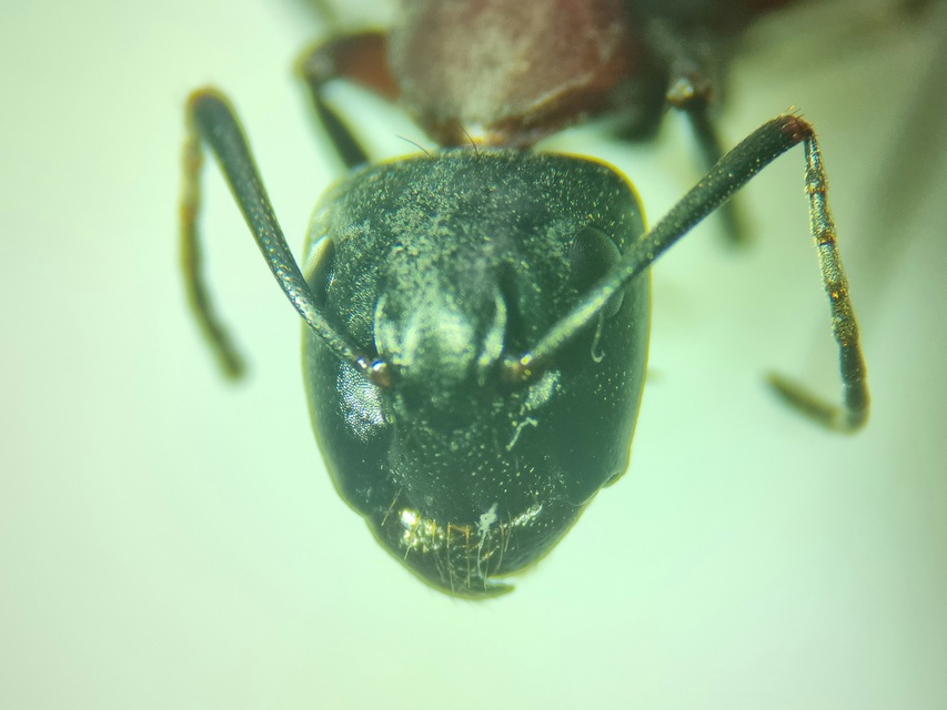 Camponotus ligniperda - faodvasító lóhangya
