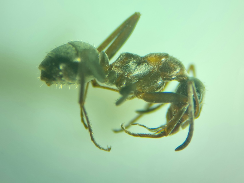 Formica cunicularia - gyakori rabszolgahangya