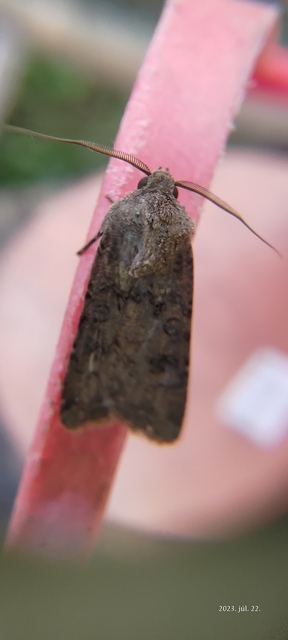 vetési földibagoly - Agrotis segetum