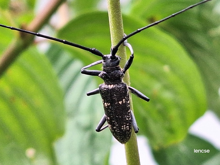 Monochamus sutor - kis fenyvescincér Monochamus sutor - kis fenyvescincér