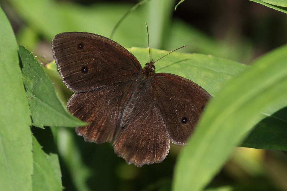 Minois dryas - fekete szemeslepke