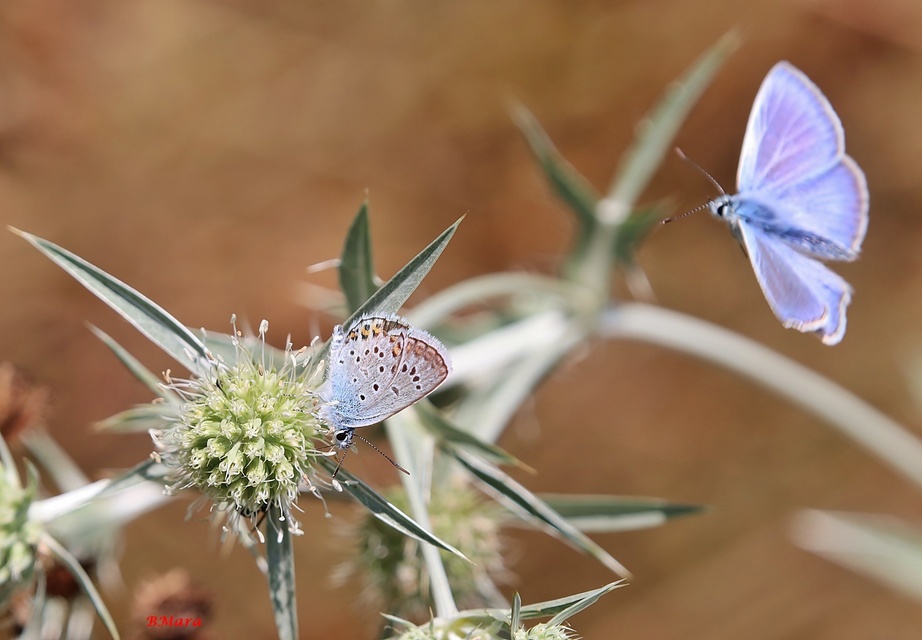 Plebejus argus - ezüstös boglárka
