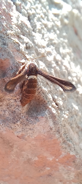 folyófűszitkár - Microsphecia brosiformis