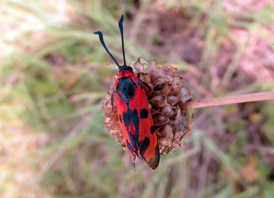 vörös csüngőlepke - Zygaena laeta